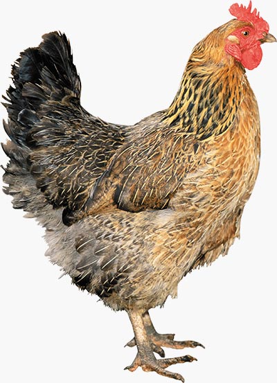 All. avicolo Schievenin Roberto - Disponibili balle segatura di abete  bianco! Adatta come lettiera per polli, galline e cavalli 🐥🐔🦃🐐🐎 ☎️  Chiamare al n°335-5343088