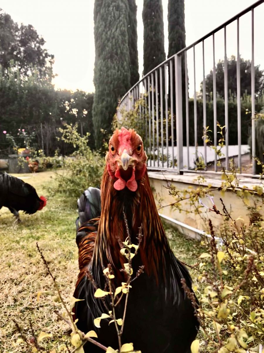 pollaio da giardino in legno brahama xxxxl