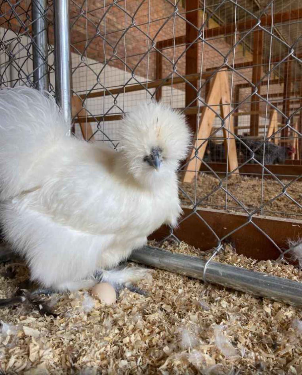 Animalissimo La Gallina Moroseta Origini Carattere E Curiosit Animalissimo La Gallina Moroseta Origini Carattere E Curiosit