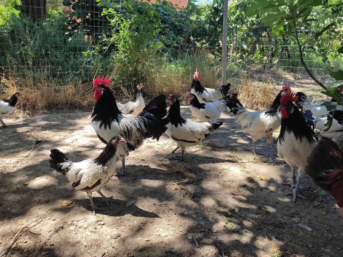 Pollaio Casetta In Legno Per Galline cocincina Xxxl | Tetto Bituminato