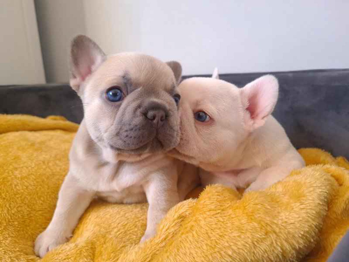 animalissimo-regalo-cuccioli-di-bulldog-francese