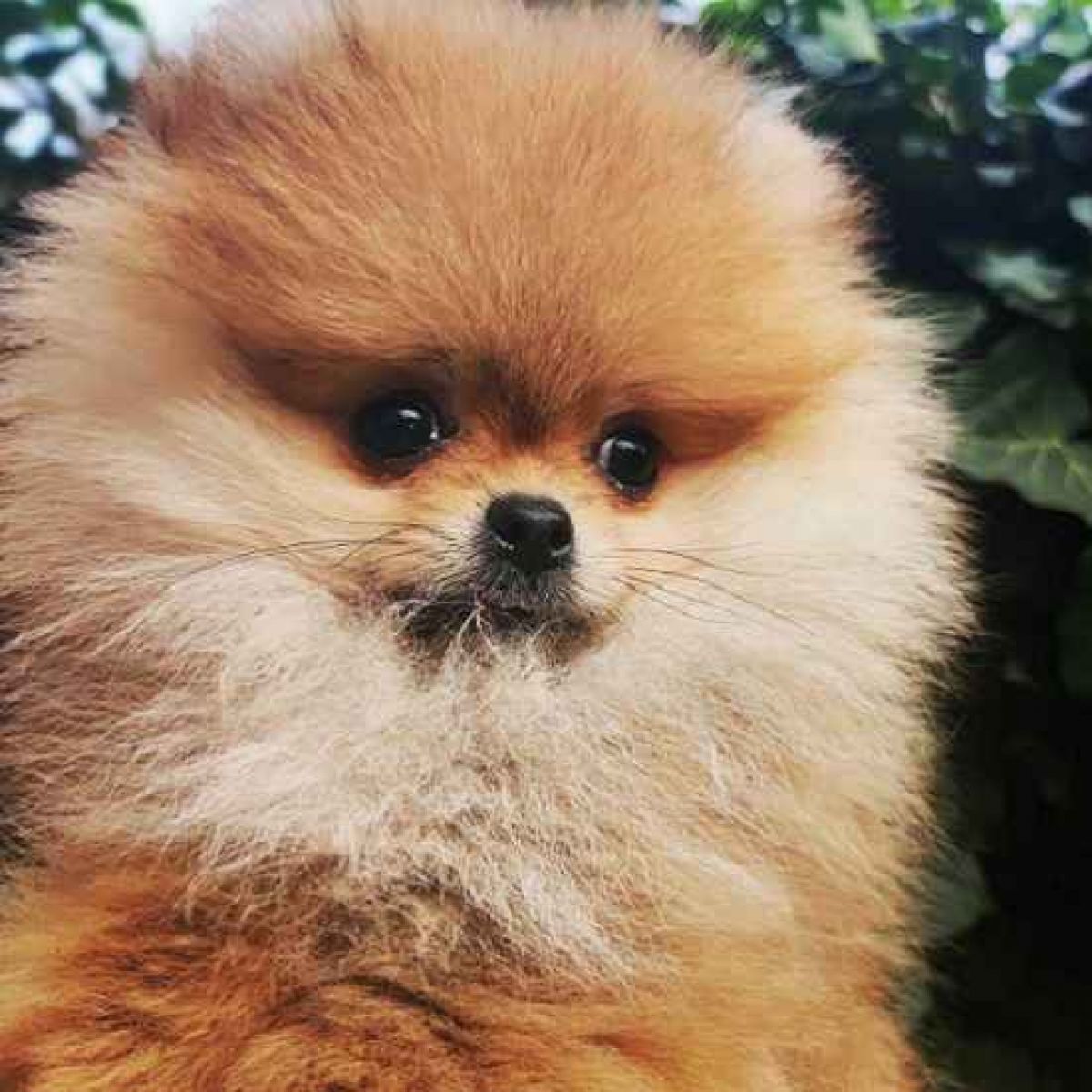 Animalissimo | Pomerania, Bellissimi Cuccioli