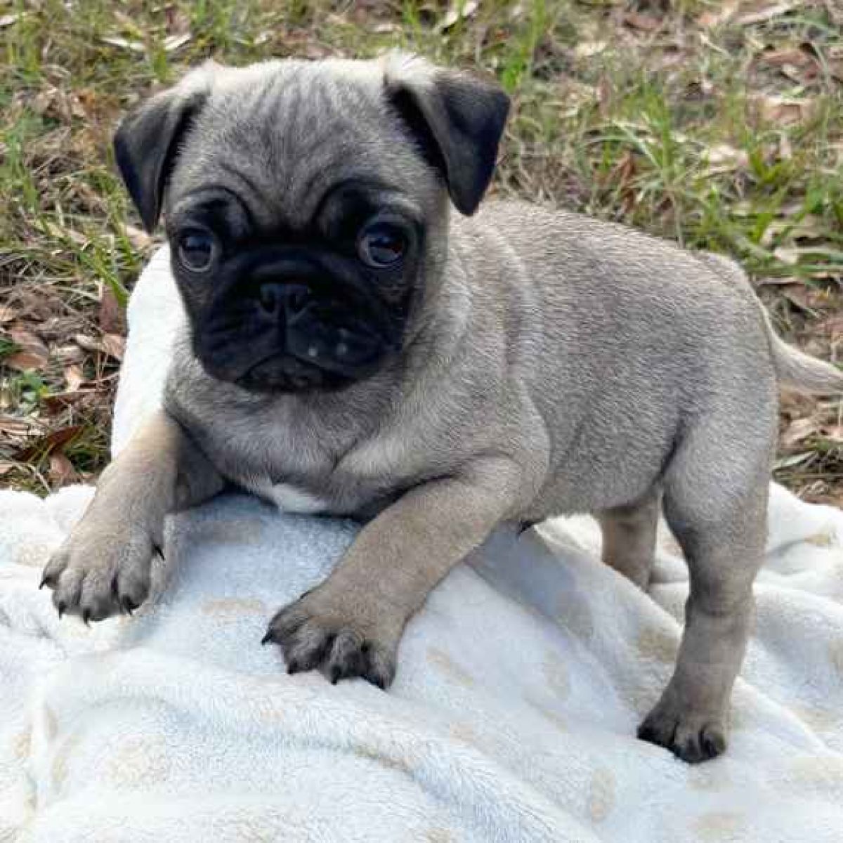 🐾 Cuccioli di Carlino Alta Genealogia Disponibili in Italia